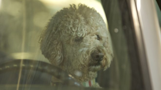 LESLIELAUREN GETTY IMAGES (ILLUSZTRÁCIÓ) Kutyájával helyet cserélve akarta megúszni a letartóztatást egy ittas sofőr | Online Rádió - Egy Lépéssel Közelebb Hozzád! _ LépésRádió